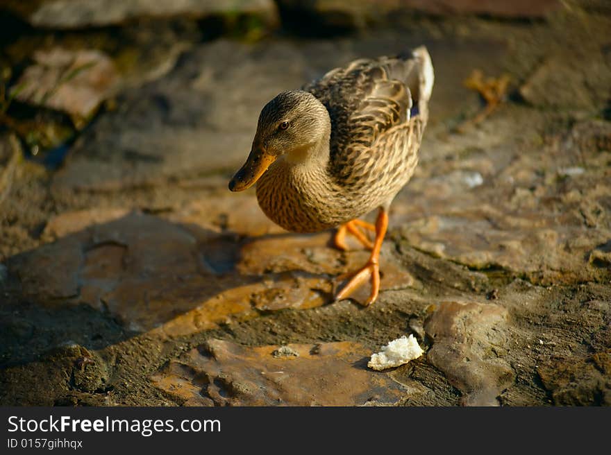 Flirty duck looking at the viewer, almost asking if she may take piece of bread, laying in front of her. Flirty duck looking at the viewer, almost asking if she may take piece of bread, laying in front of her