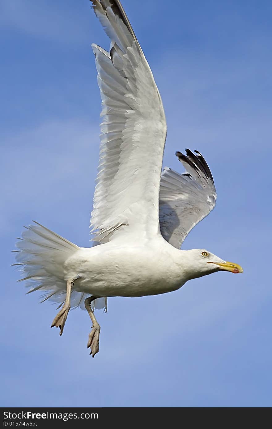 Seagull flying through the air with wings spread out. Seagull flying through the air with wings spread out.