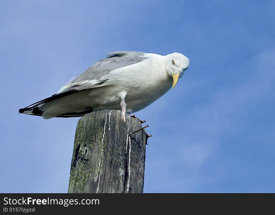 Seagull resting on a wooden pillar in the ocean. Seagull resting on a wooden pillar in the ocean.