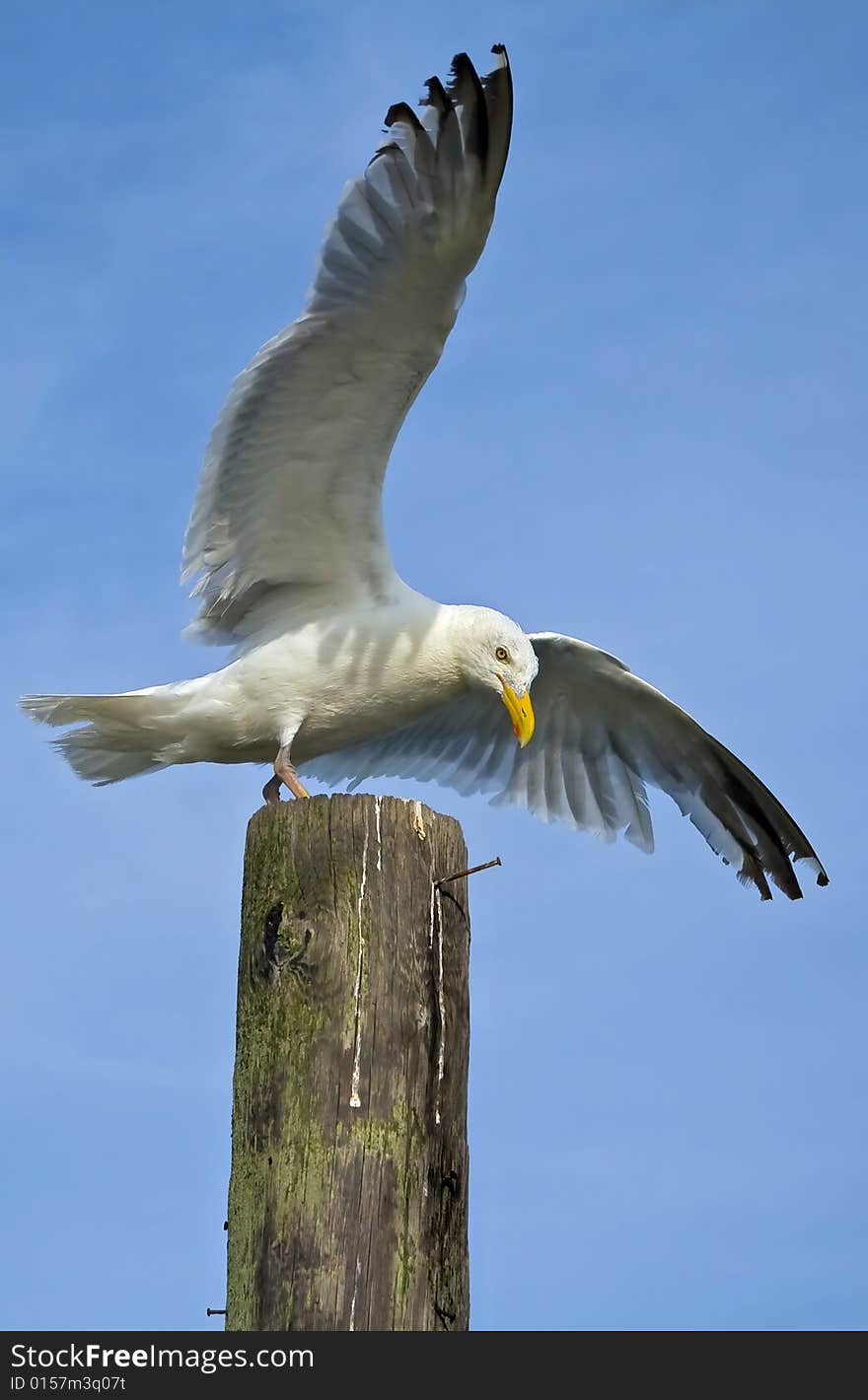 Seagull in the process of landing on wooden pillar. Seagull in the process of landing on wooden pillar.