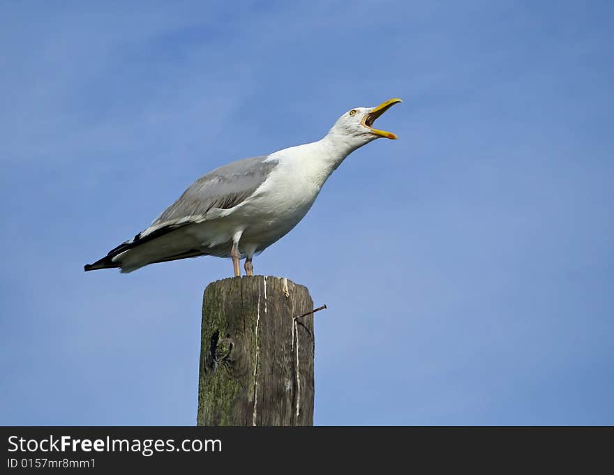 Seagull standing on wooden pillar, making a lot of noise. Seagull standing on wooden pillar, making a lot of noise.