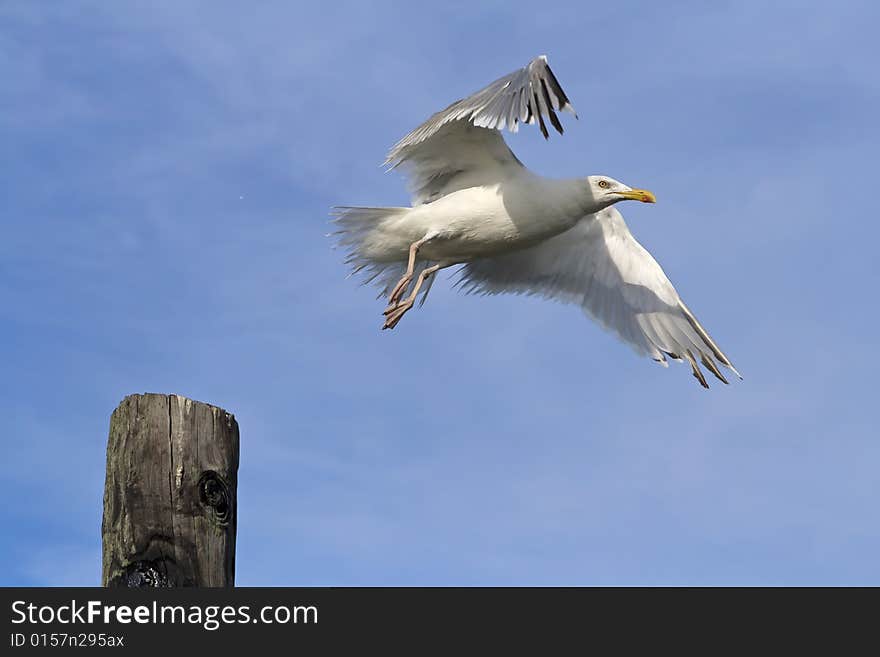 Seagull taking flight off of a wooden post. Seagull taking flight off of a wooden post.