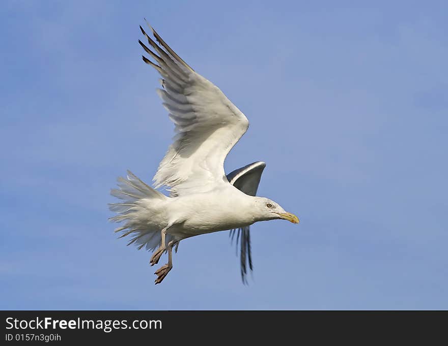 Seagull flying through the air. Seagull flying through the air.