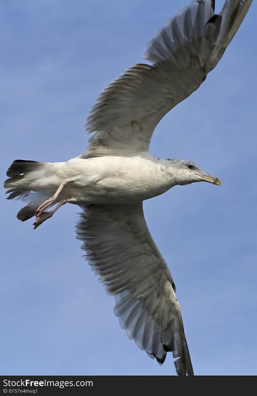 Under view of seagull flying. Under view of seagull flying.