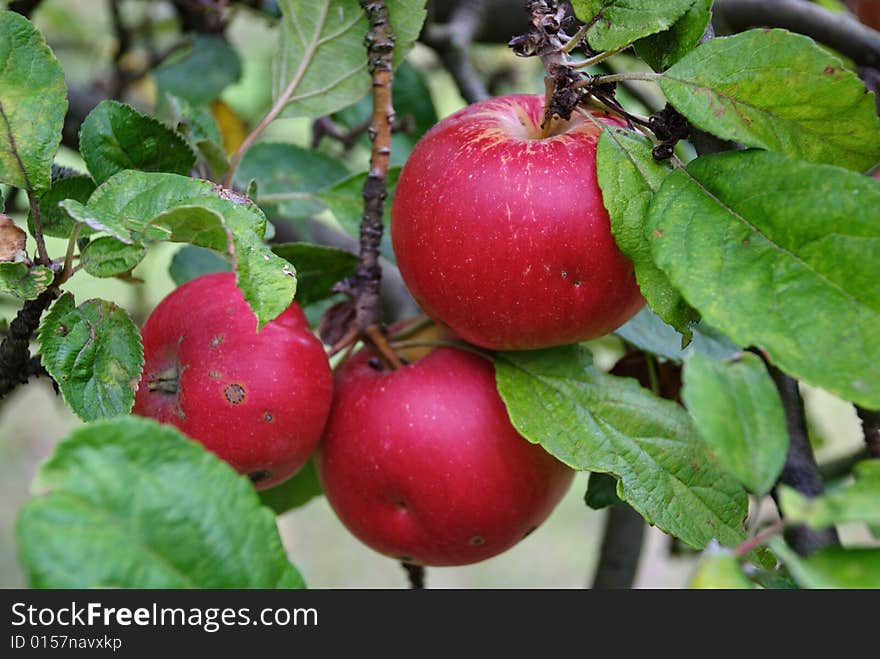 Apples getting ready for being harvested. Czech Republic, September 2008. Apples getting ready for being harvested. Czech Republic, September 2008.