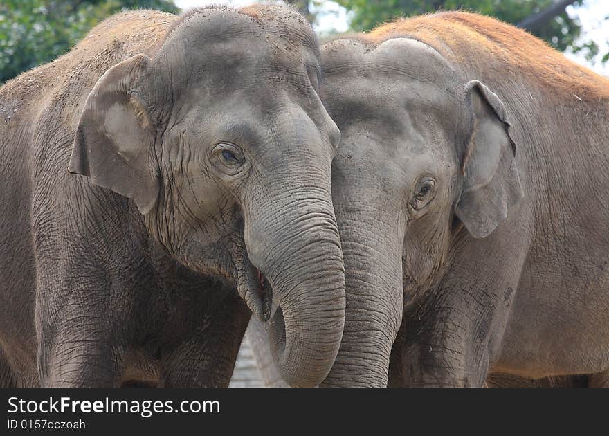 A pair of mature Asian elephants hugging and showing affection for one another. A pair of mature Asian elephants hugging and showing affection for one another.