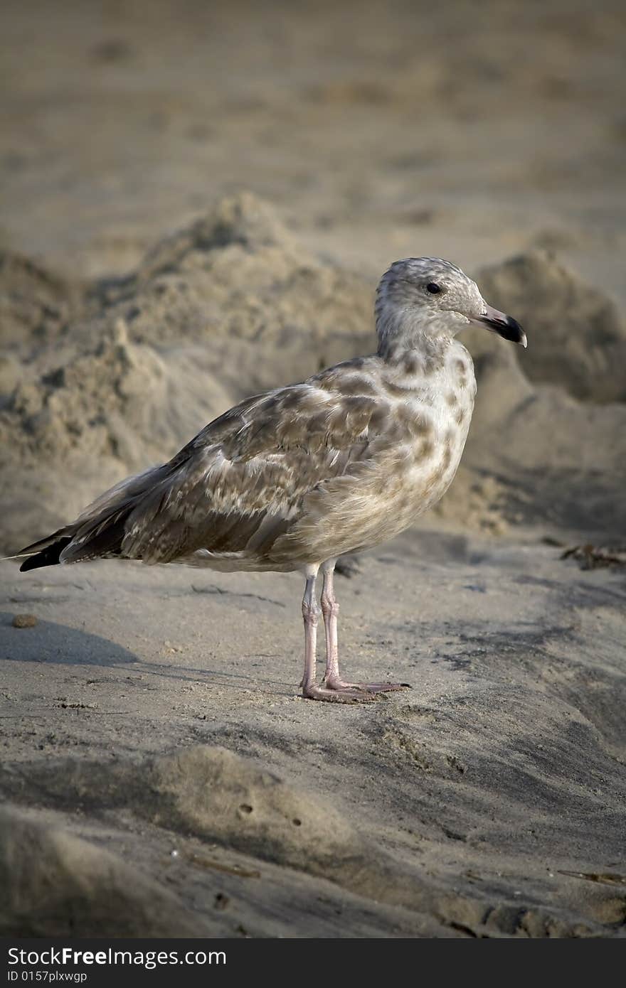 Seagull standing alone on the beach. Seagull standing alone on the beach.