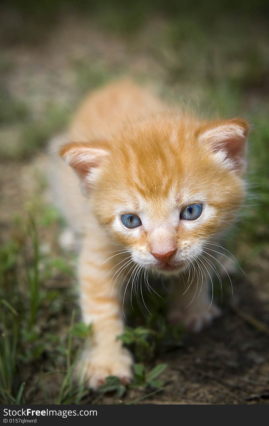 Kitten hunting outside