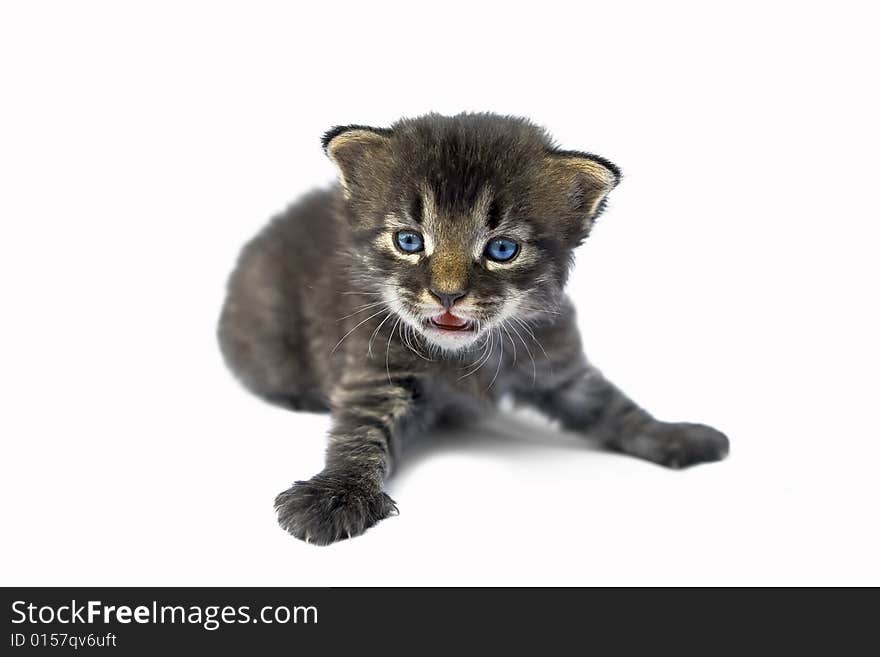 Cute kitten with beautiful blue eyes.