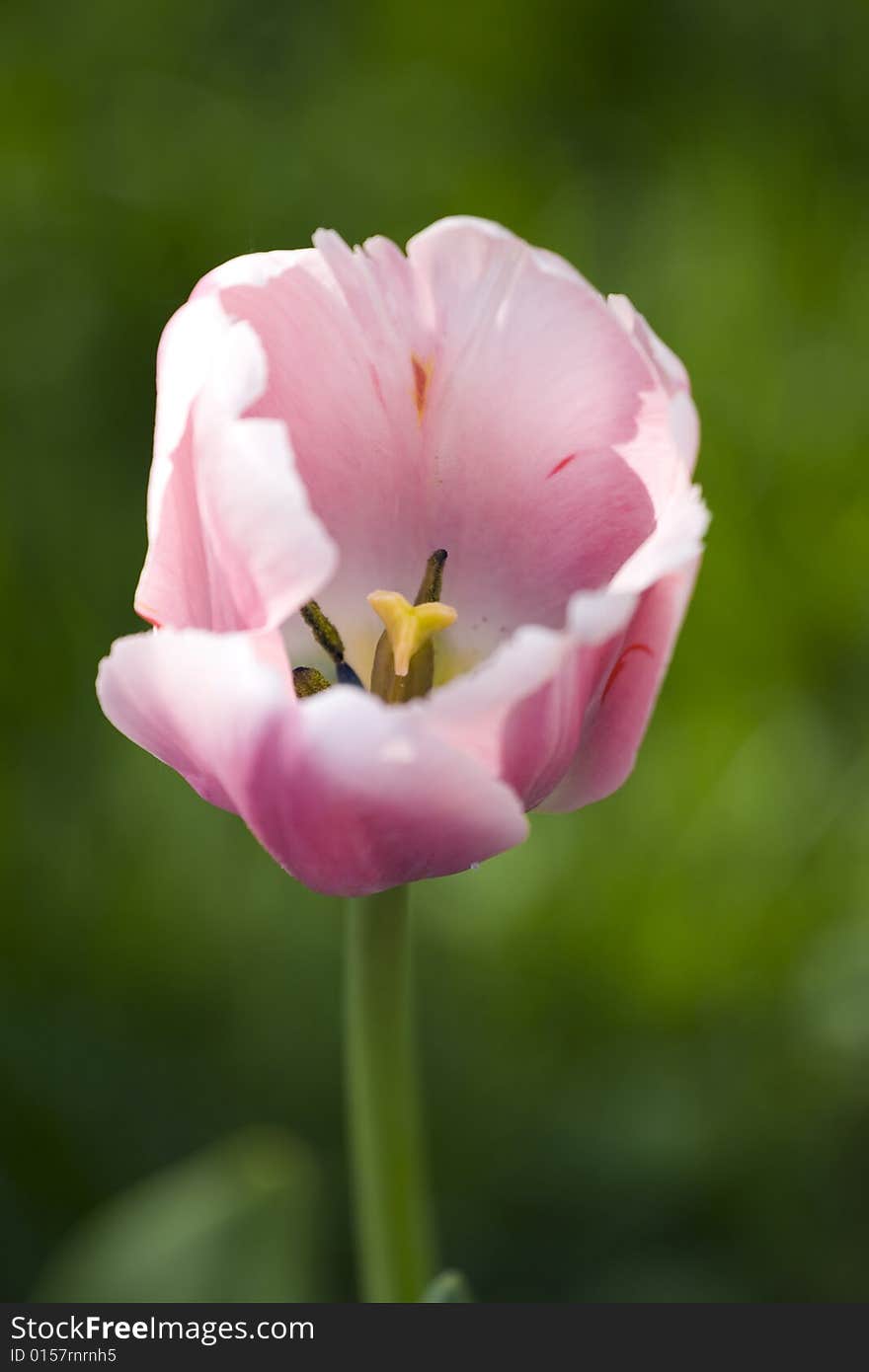 Pink tulip