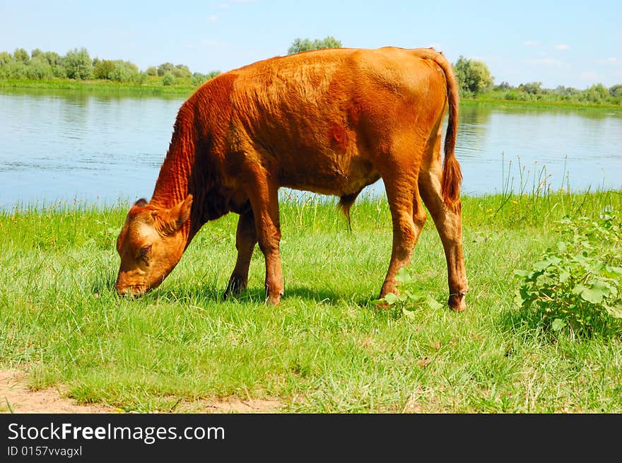 Calf pasturing near the lake