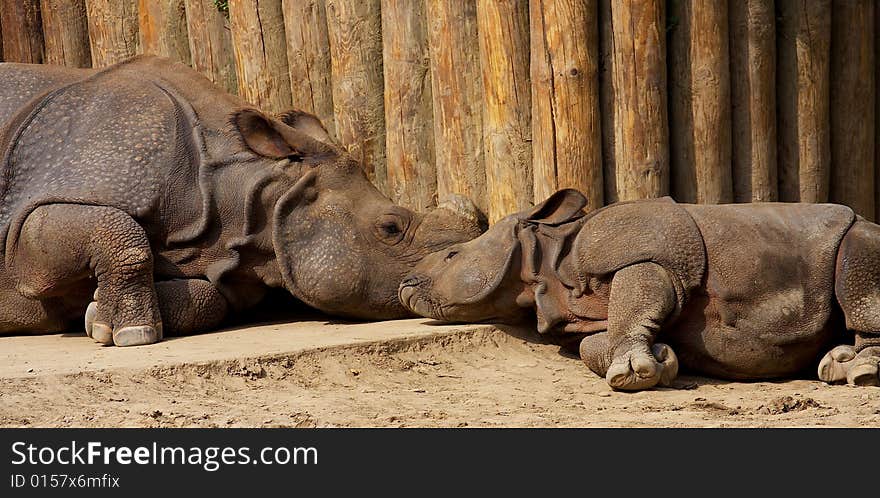 Mother rhinoceros napping in the afternoon sun with her calf.