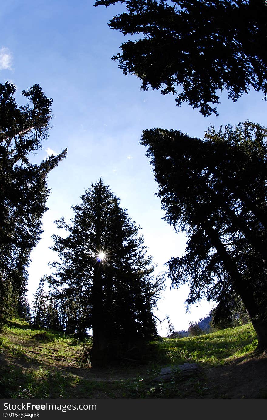 Looking up through several pine trees in forest. Looking up through several pine trees in forest