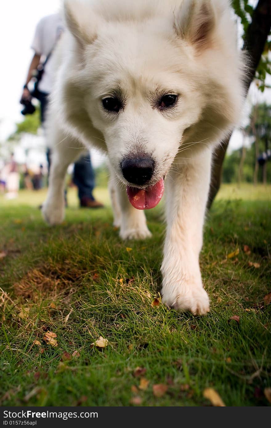 Picture of the white dog