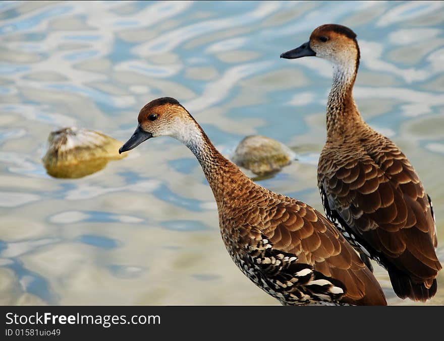 Ducks On Lake