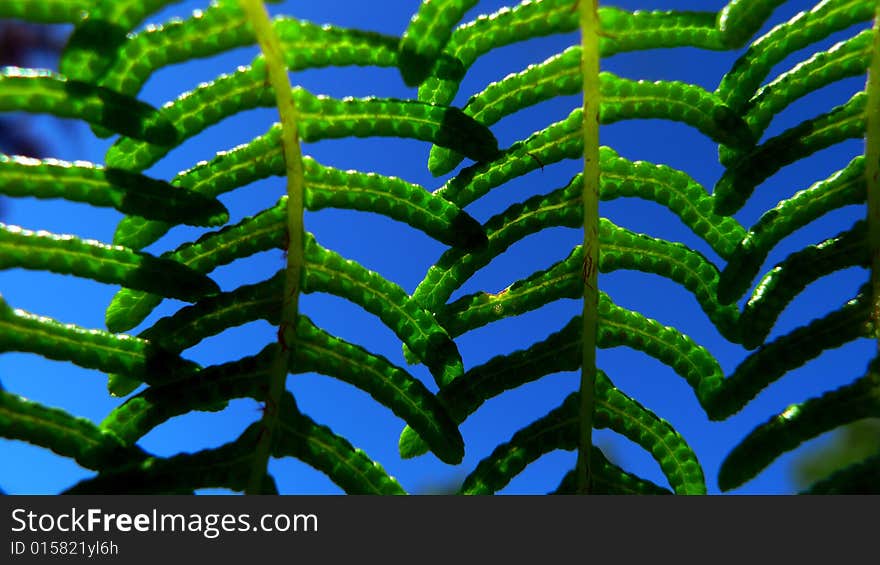 Fern leaves