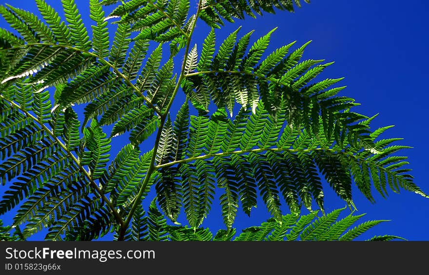 Fern Leaves