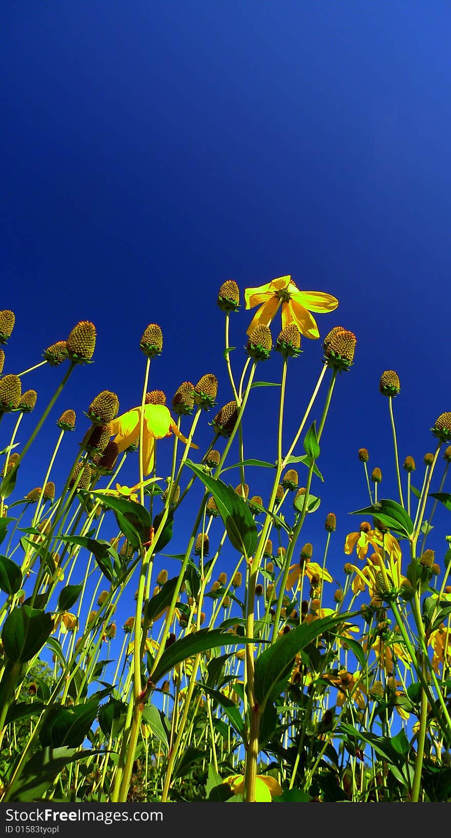 Yellow meadow flowers against a very blue sky