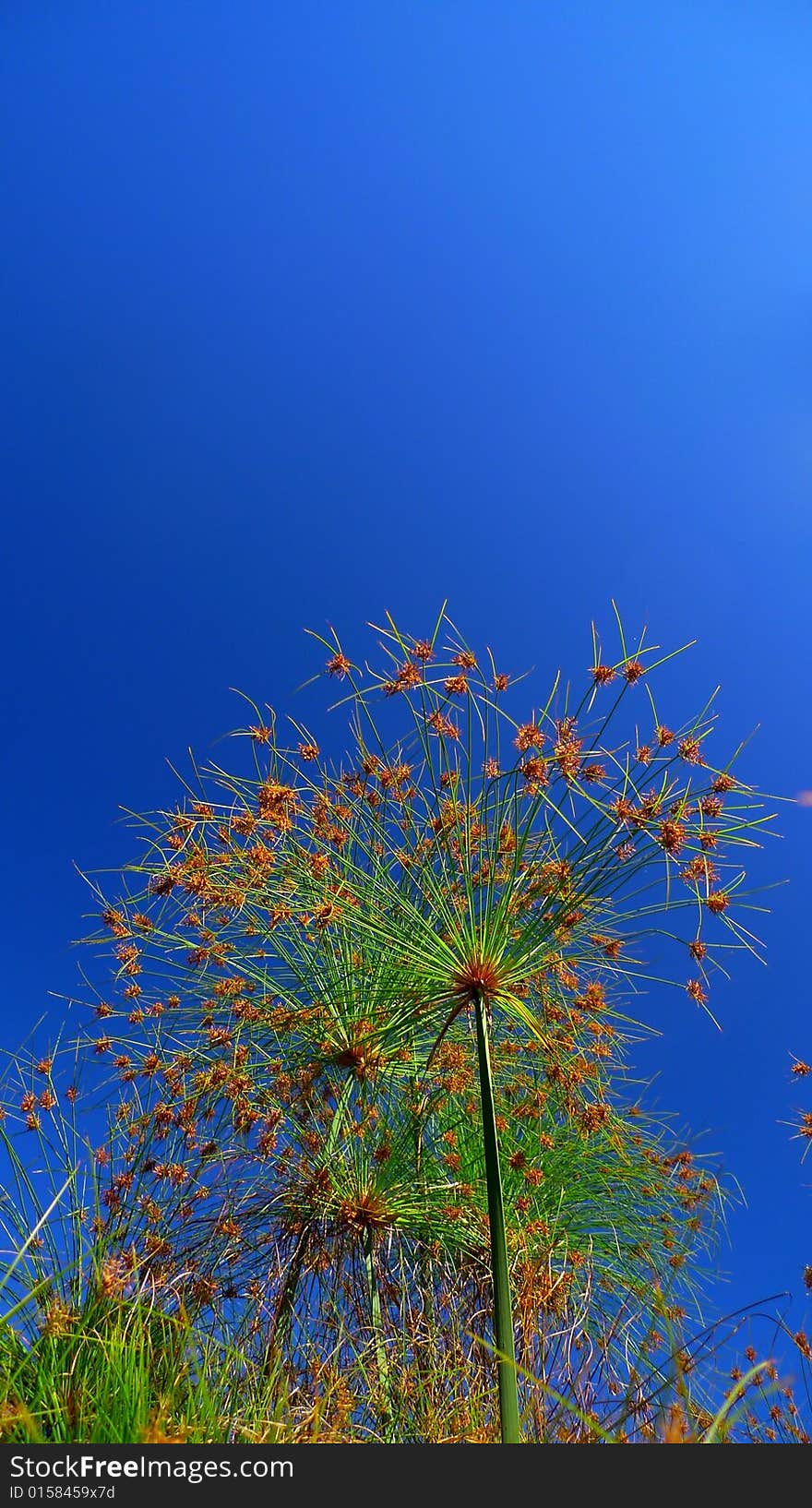 Grass on a meadow catched against a very deep blue sky