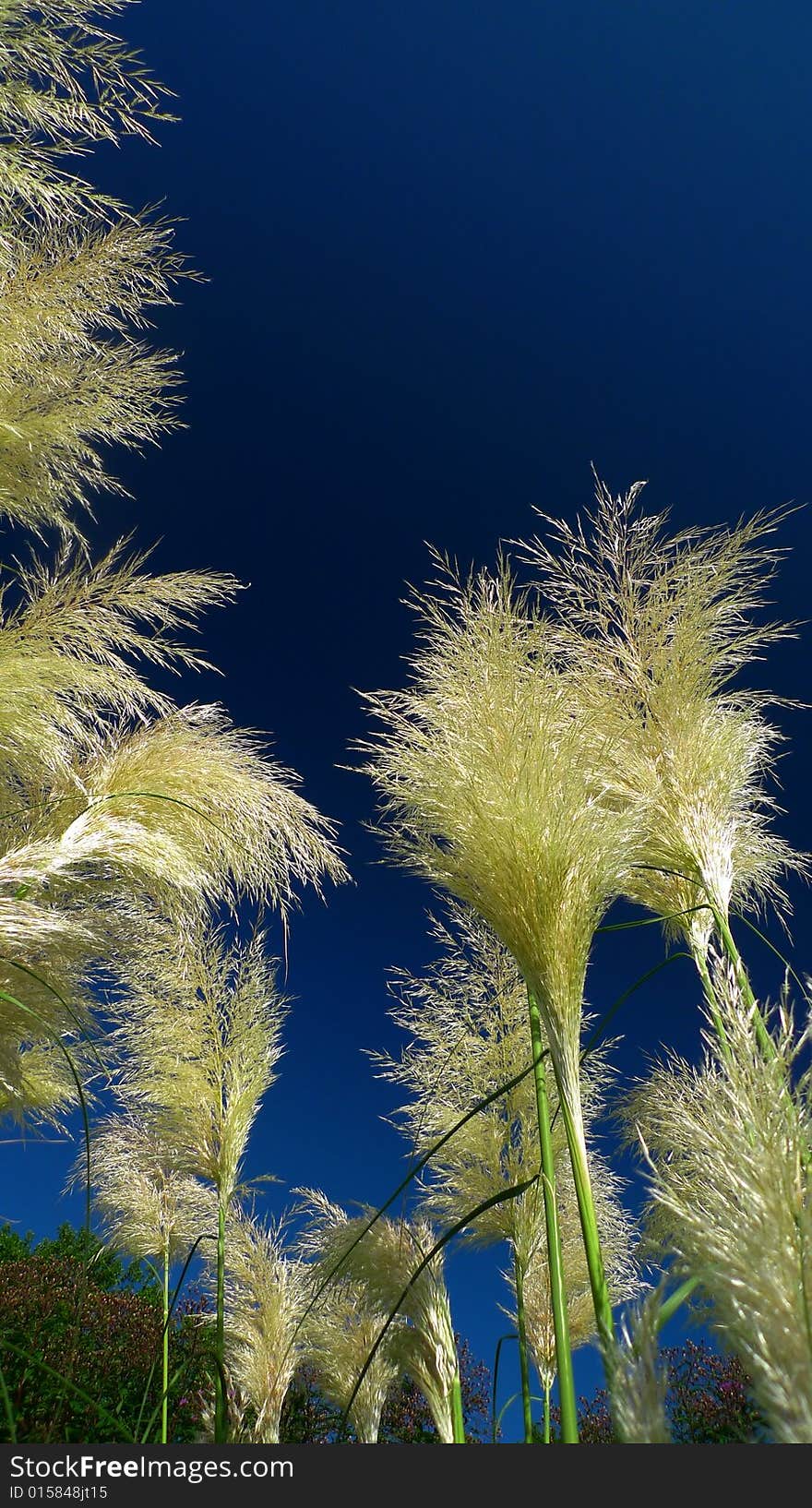 Grass on a meadow catched against a very deep blue sky