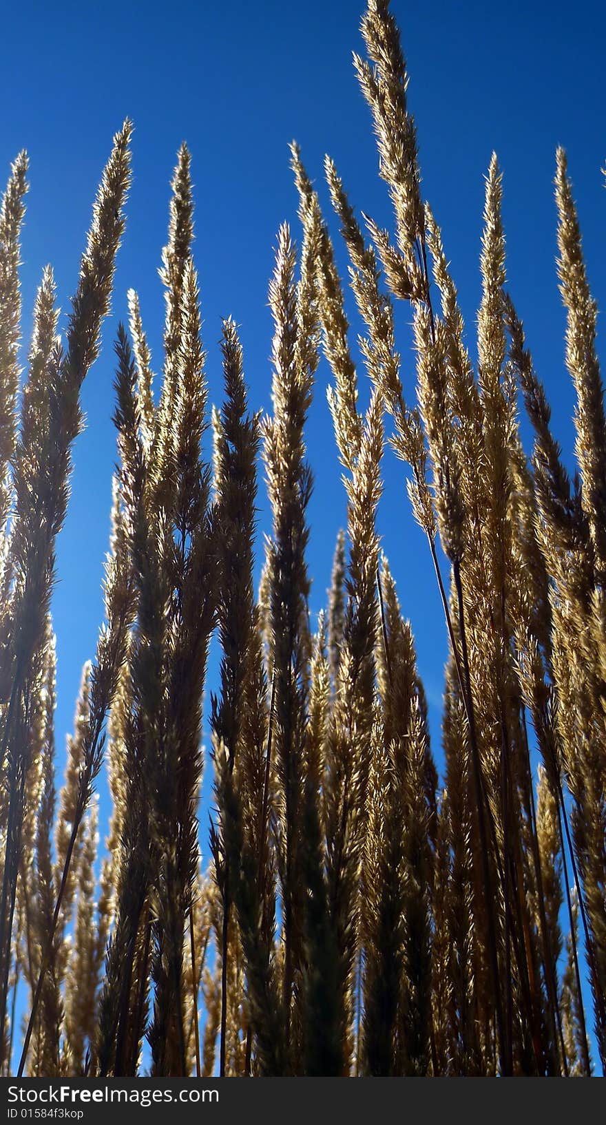 Grass on a meadow catched against a very deep blue sky