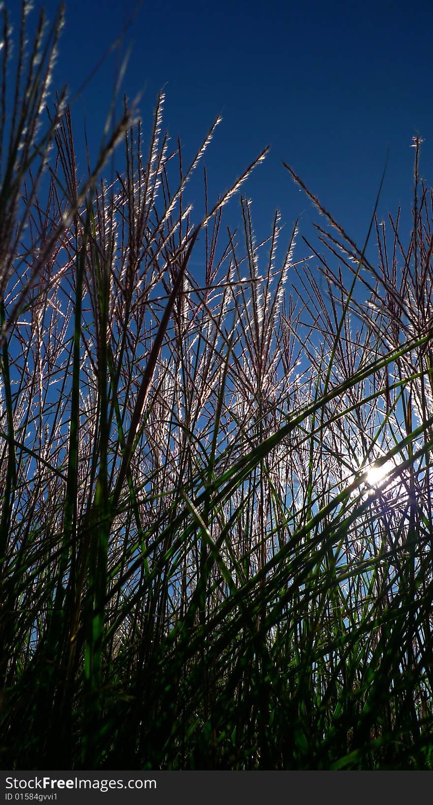 Grass on a meadow catched against a very deep blue sky