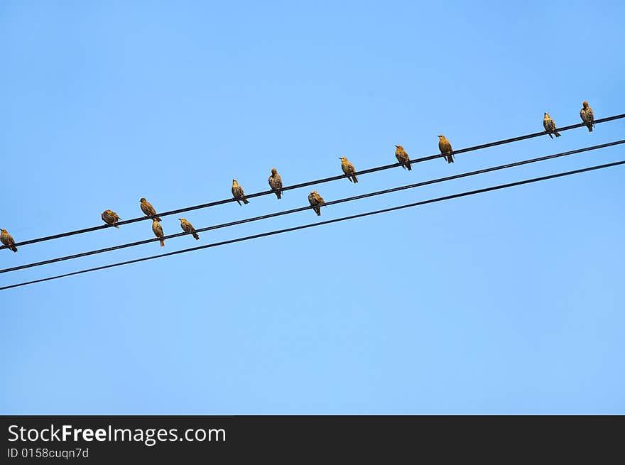 The set of birds sits on wires against the sky