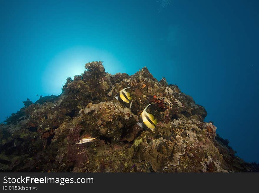 Coral and fish taken in the Red Sea.