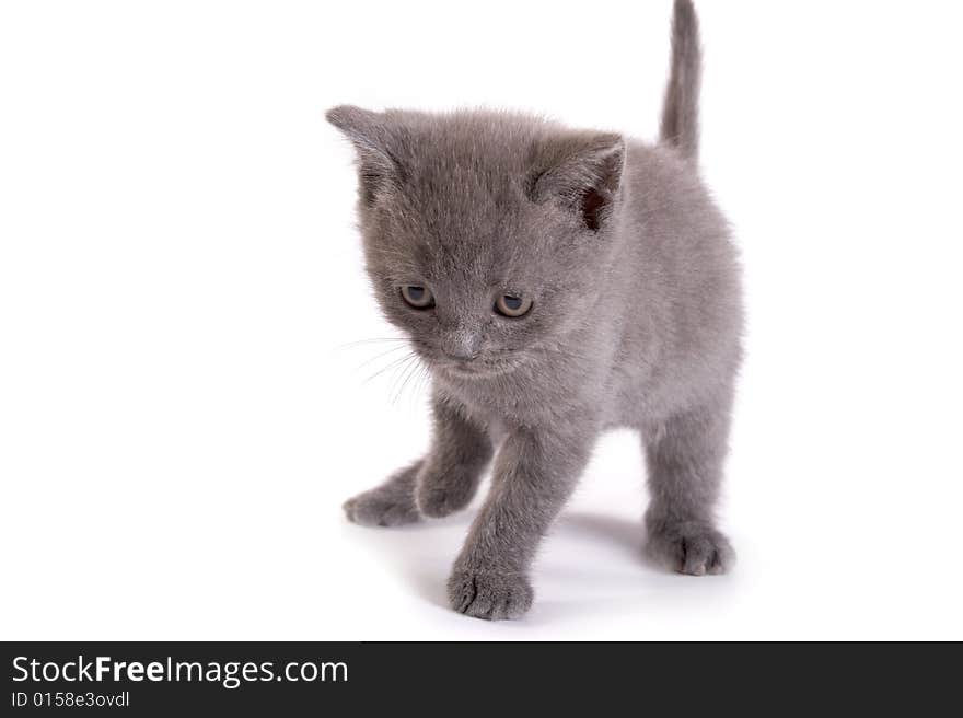 Kitten plays on a white background