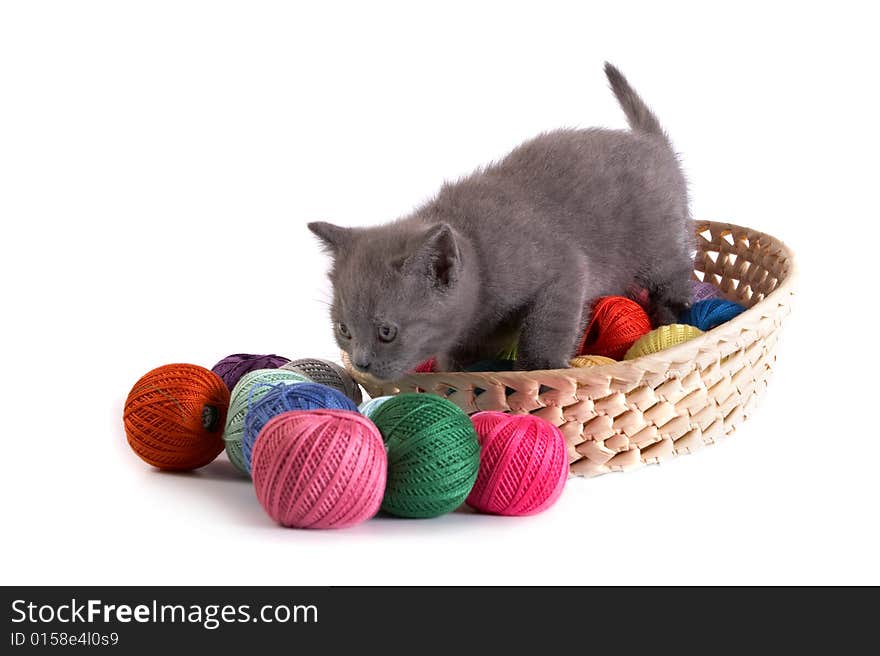 The kitten plays on a white background