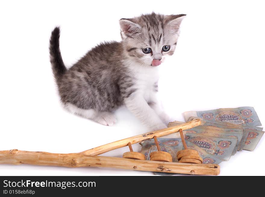 The kitten plays on a white background