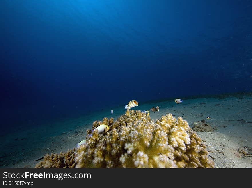 Coral and fish taken in the Red Sea.