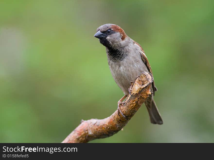 Bird - Sparrow