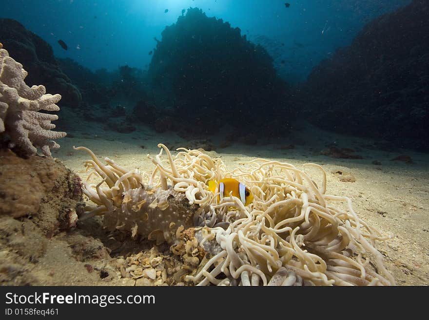 Leathery Anemone (heteractis Crispa)