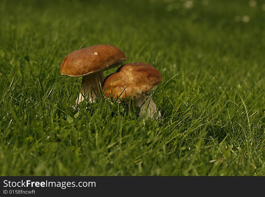 Mushrooms