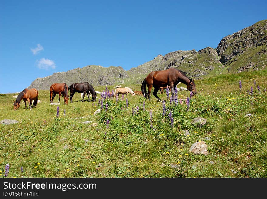 Picture of horses in the austrian alps (summer)