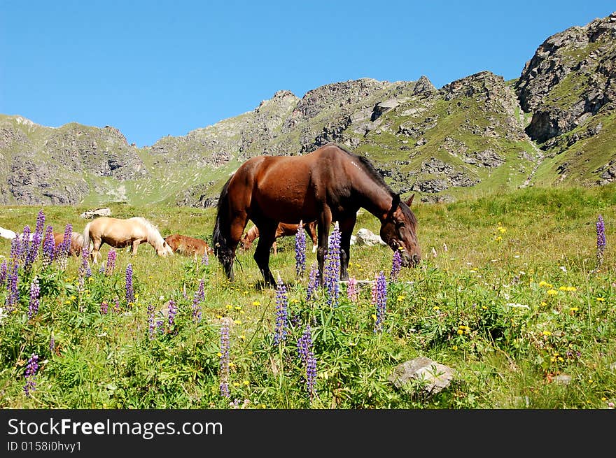 Picture of horses in the austrian alps (summer)