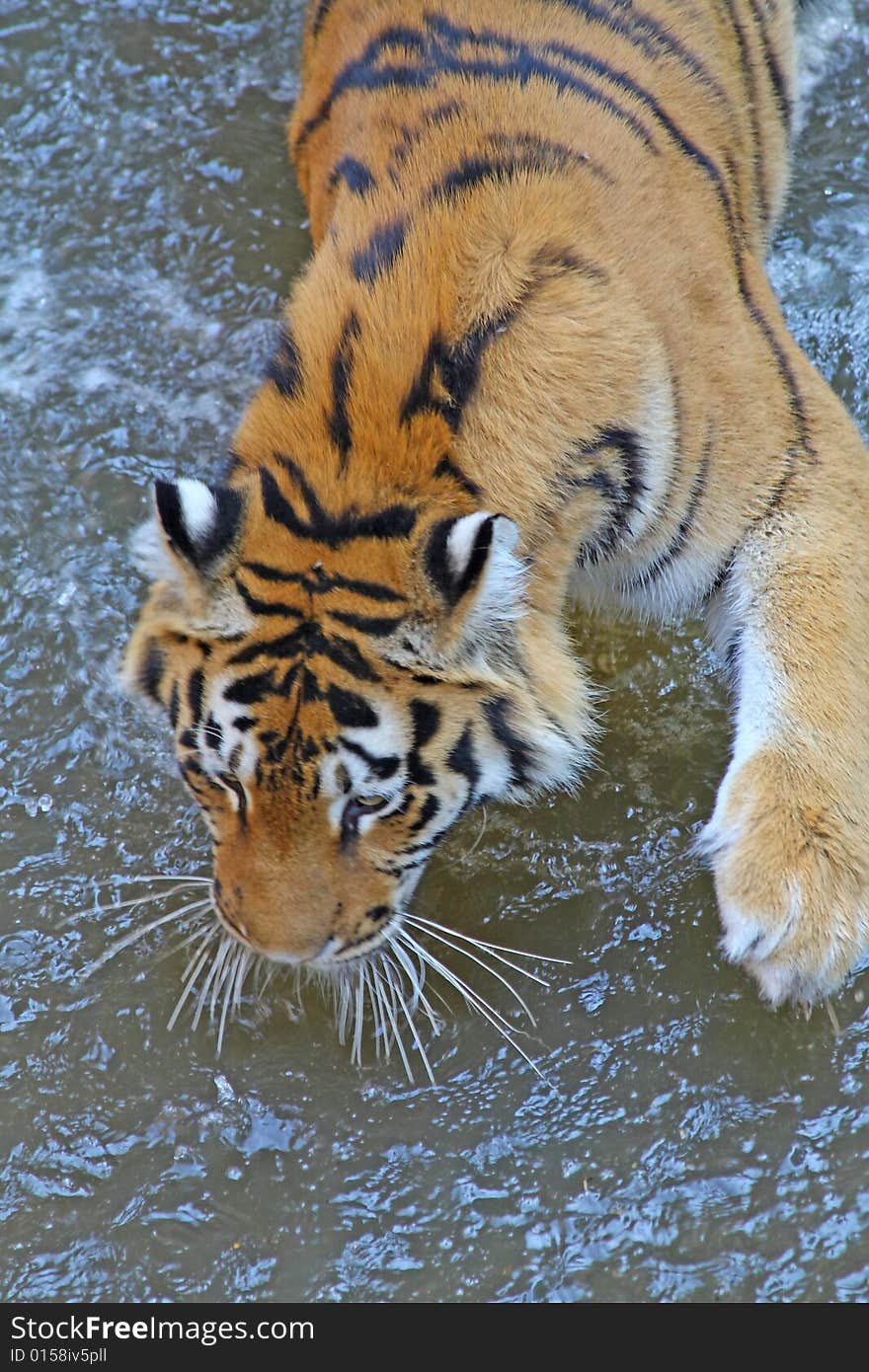 Tiger walking in the water.