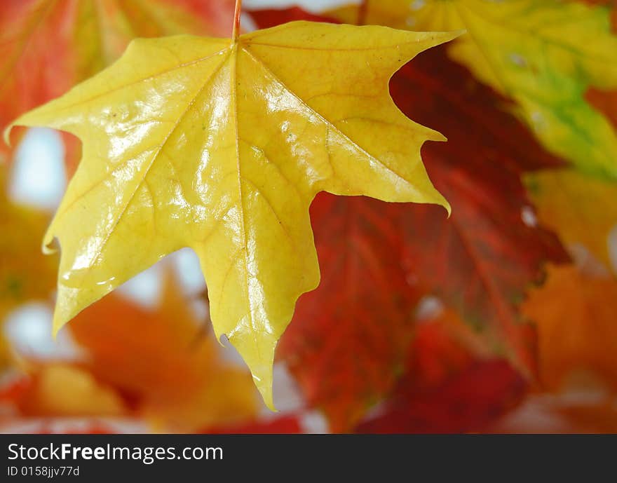 Autumn yellow maples leaf on the tree