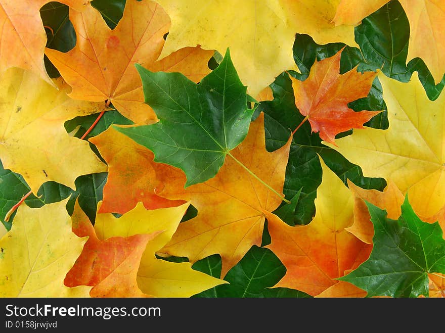 Autumn yellow maples leaf on the tree