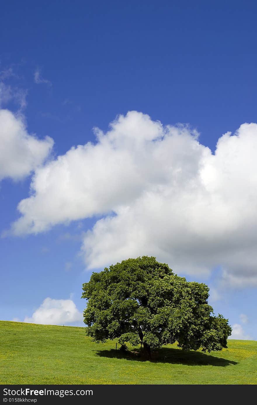 Solitary Tree