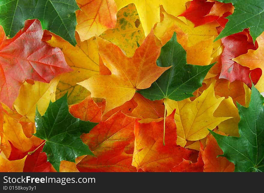 Autumn yellow maples leaf on the tree