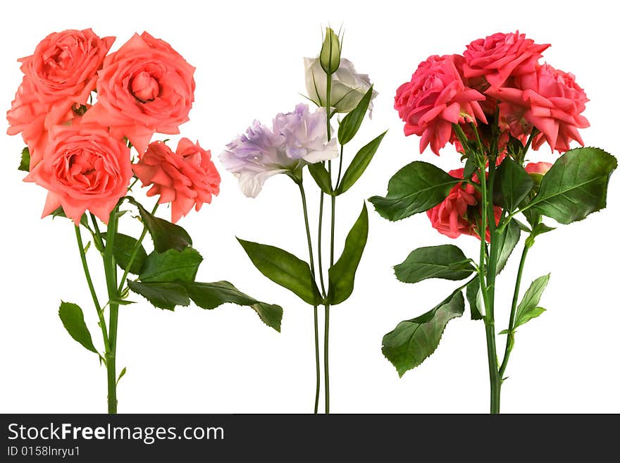 Beautiful fresh flowers on a white background