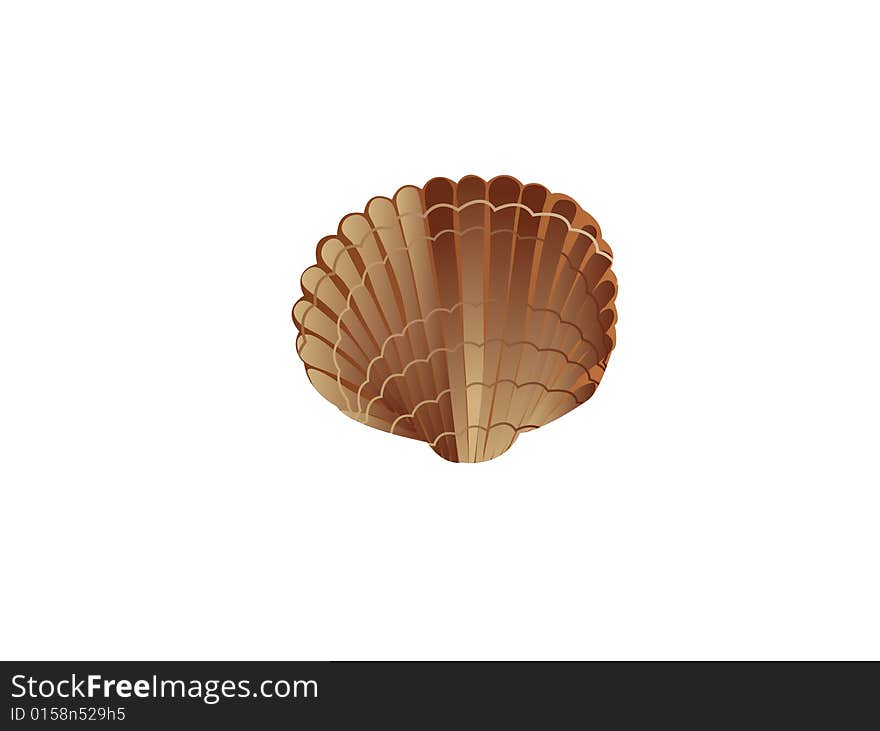 Scallop shell