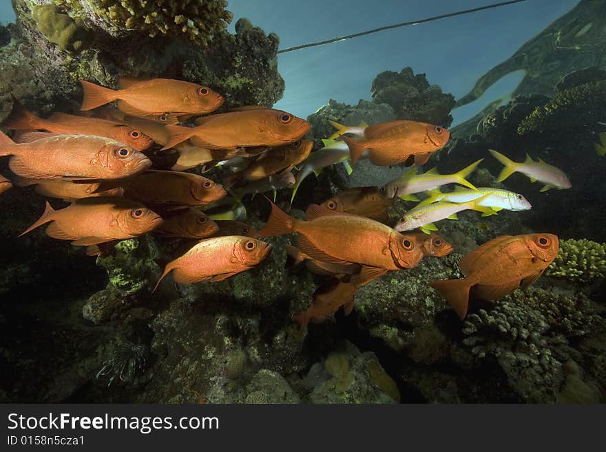 Coral and fish taken in the Red Sea.