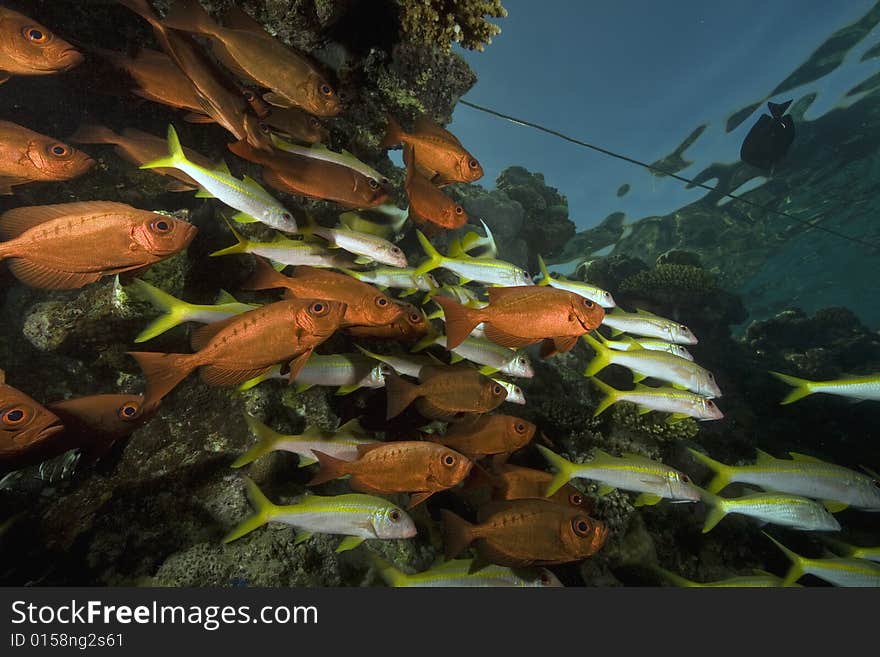 Coral and fish taken in the Red Sea.