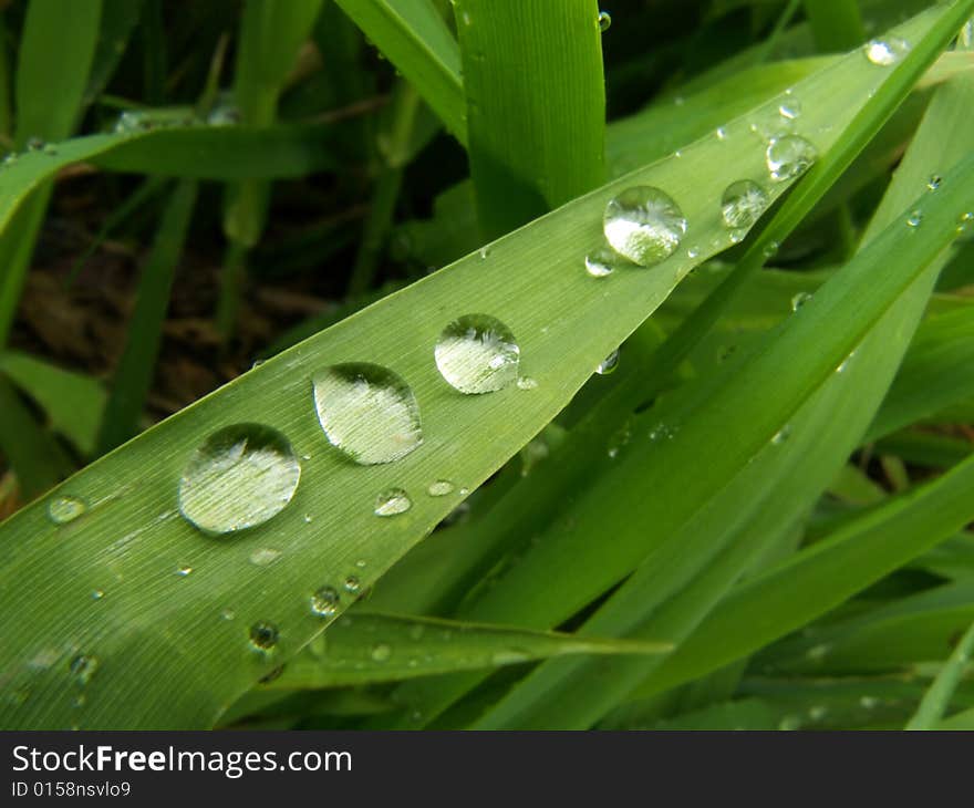 The drops of rain on leafs