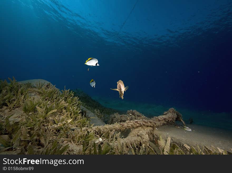 Seagrass and fish taken in the Red Sea.