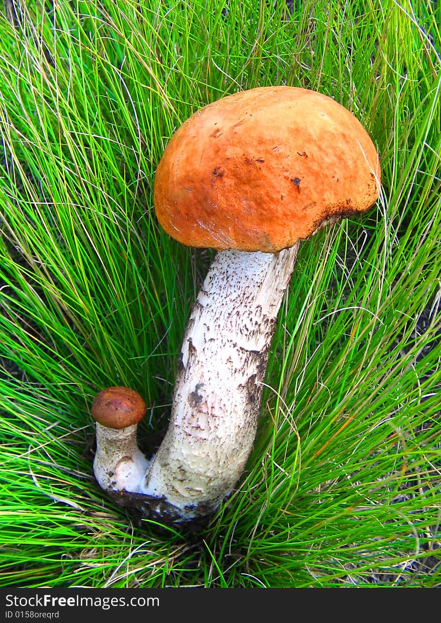 Photo of two mushrooms, big and small.