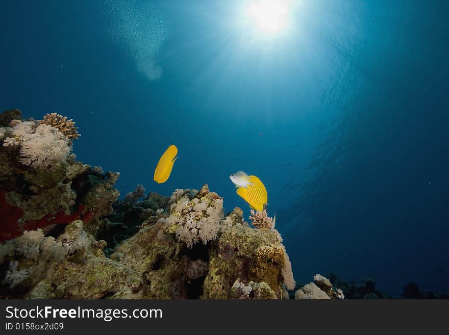 Coral and fish taken in the Red Sea.